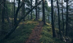 Quisque nec Quisque nec