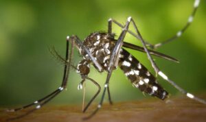 Mosquito-borne diseases has threaten World Mosquito-borne diseases has threaten World