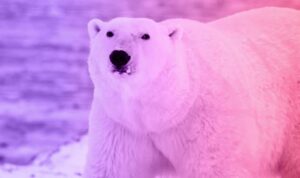 The story of a woman and a hungry polar bear