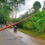 Pohon Sengon Tumbang Hambat Pengguna Jalan Antrian Panjang Kendaraanpun Terjadi