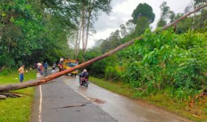 Pohon Sengon Tumbang Hambat Pengguna Jalan Antrian Panjang Kendaraanpun Terjadi