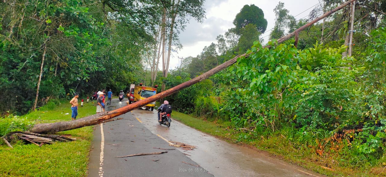 Pohon Sengon Tumbang Hambat Pengguna Jalan Antrian Panjang Kendaraanpun Terjadi