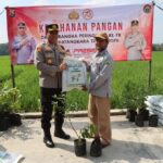 Sambut Hari Bhayangkara ke-78, Polres Lebak Gelar Bakti Sosial dan Penanaman Pohon bersama Gapoktan Sukabungah