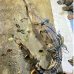 Tersangkut Jaring Ikan, Polsek Muara Kelingi Polres Musi Rawas Bersama Warga Evakuasi Buaya di Sungai Kerambil Tersangkut Jaring Ikan, Polsek Muara Kelingi Polres Musi Rawas Bersama Warga Evakuasi Buaya di Sungai Kerambil