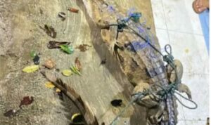Tersangkut Jaring Ikan, Polsek Muara Kelingi Polres Musi Rawas Bersama Warga Evakuasi Buaya di Sungai Kerambil