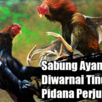 Inilah Lokasi Judi Sabung Ayam di Kabupaten Blitar, Laksana ” Las Vegas ” di Tengah Perkampungan