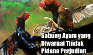 Inilah Lokasi Judi Sabung Ayam di Kabupaten Blitar, Laksana ” Las Vegas ” di Tengah Perkampungan