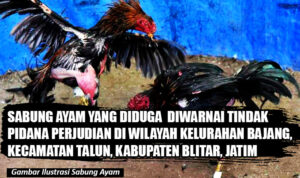Sabung Ayam Yang Diduga Diwarnai Perjudian Marak di Talun Kabupaten Blitar, Dirreskrimum Polda Jatim Kombes Pol Farman : Segera Ditindak