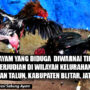 Sabung Ayam Yang Diduga Diwarnai Perjudian Marak di Talun Kabupaten Blitar, Dirreskrimum Polda Jatim Kombes Pol Farman : Segera Ditindak
