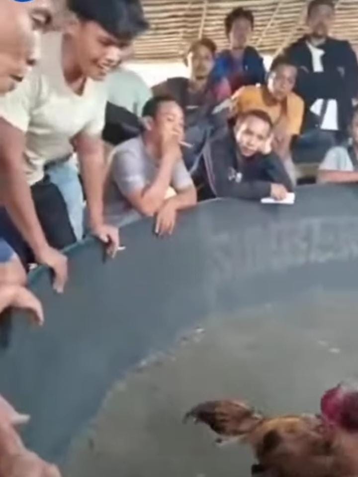 Putra Diduga Pemilik Judi Sabung Ayam dan Samkwan Kebal Hukum. Beroperasi di Jl.Merpati Kelurahan Pinang Mancung Bajenis Kota Tebing TInggi Kebal Hukum