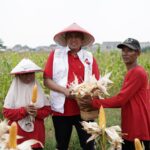 Acara Panen Raya Jagung Di Kelurahan Mustikasari Berlangsung Meriah Dan Penuh Suka Cita Hadir Pada Acara Tersebut Calon Walikota Bekasi Tri Adhianto Ikut Memanen