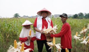 Acara Panen Raya Jagung Di Kelurahan Mustikasari Berlangsung Meriah Dan Penuh Suka Cita Hadir Pada Acara Tersebut Calon Walikota Bekasi Tri Adhianto Ikut Memanen Acara Panen Raya Jagung Di Kelurahan Mustikasari Berlangsung Meriah Dan Penuh Suka Cita Hadir Pada Acara Tersebut Calon Walikota Bekasi Tri Adhianto Ikut Memanen