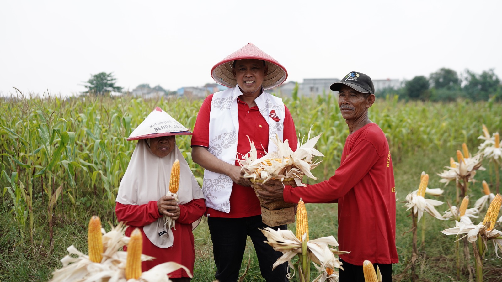 Acara Panen Raya Jagung Di Kelurahan Mustikasari Berlangsung Meriah Dan Penuh Suka Cita Hadir Pada Acara Tersebut Calon Walikota Bekasi Tri Adhianto Ikut Memanen