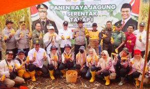 Dukung Swasembada Pangan, Kapolres Musi Rawas Bersama Stakeholders Gelar Panen Raya Jagung Serentak Tahap I di Desa Air Satan