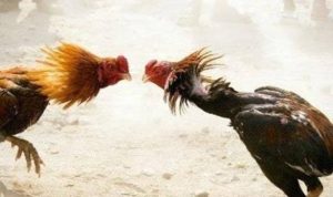 Diduga Kapolsek Perbaungan AKP Sunipan Gurusinga Terima Setoran Dari Judi Sabung Ayam