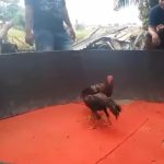 Kapolri Dan Kapolda Diminta Copot Kapolsek Biru – Biru Diduga Terima Setoran Dari Bandar Judi Sabung Ayam Dan Dadu Punya Joko