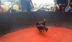 Kapolri Dan Kapolda Diminta Copot Kapolsek Biru – Biru Diduga Terima Setoran Dari Bandar Judi Sabung Ayam Dan Dadu Punya Joko