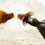 Hoax ! Sudah Dicek Ke TKP Berita Yang Beredar Di Media Online Judi Sabung Ayam Di Binjai Tidak Benar Adanya