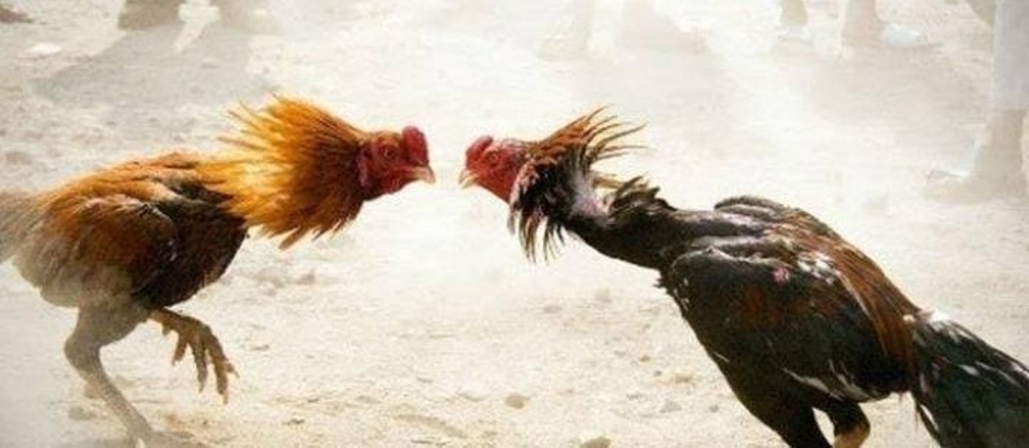 Hoax ! Sudah Dicek Ke TKP Berita Yang Beredar Di Media Online Judi Sabung Ayam Di Binjai Tidak Benar Adanya