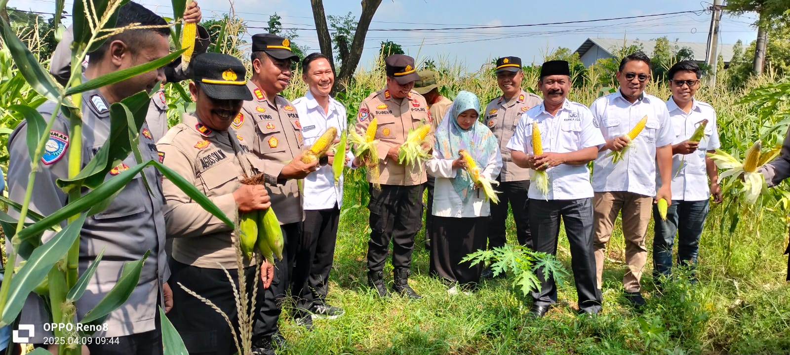 Dukung Program Ketahanan Pangan, Polsek Tambelang Panen Perdana Jagung Paragon & Cristal