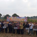 Dalam Rangka Mendukung Program Ketahanan Pangan Nasional, Polres Lubuk Linggau Polda Sumatera Selatan Menggelar Panen Raya Jagung