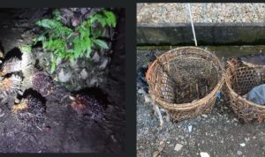 Polres Musi Rawas Berhasil Ungkap Kasus Pencurian Buah Kelapa Sawit di PT. AKL