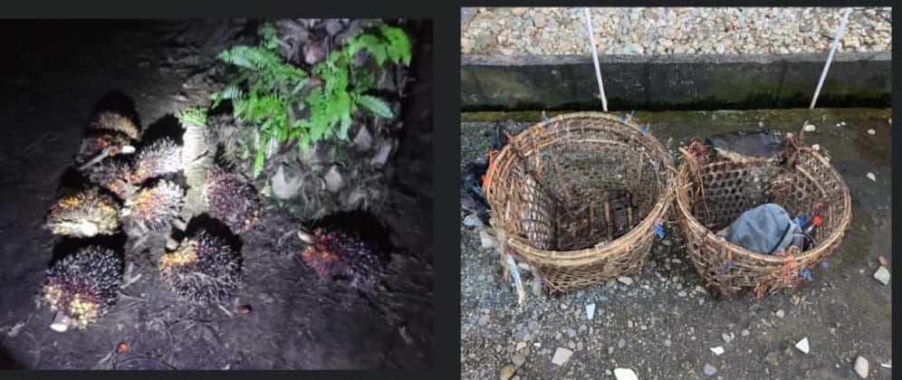 Polres Musi Rawas Berhasil Ungkap Kasus Pencurian Buah Kelapa Sawit di PT. AKL