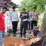 Berbagi di Hari Raya Idul Adha 1446 Hijriah, Polres Musi Rawas Kurban 20 Sapi dan 2 Kambing, Bagikan Ribuan Paket Daging