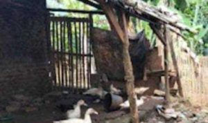 Diduga Ketua Kolompok Jual 69 Ekor Ternak Bebek: Tampa Izin Pengurus Diduga Ketua Kolompok Jual 69 Ekor Ternak Bebek: Tampa Izin Pengurus