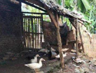 Diduga Ketua Kolompok Jual 69 Ekor Ternak Bebek: Tampa Izin Pengurus