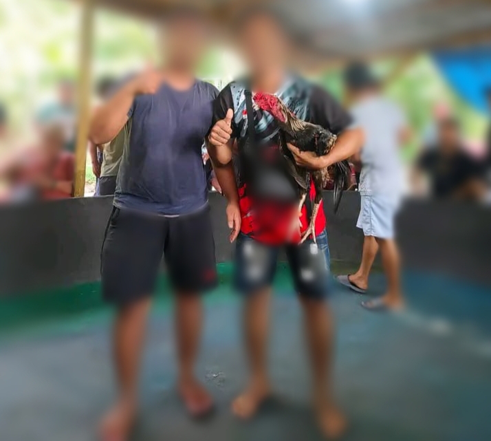 Diduga Sabung Ayam Milik RJL Dibekingi Oknum Aparat Sekitar Diduga Sabung Ayam Milik RJL Dibekingi Oknum Aparat Sekitar