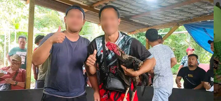 Lapak Judi Sabung Ayam di Medan Tuntungan Kembali Beroperasi, Warga Minta Aparat Bertindak Tegas