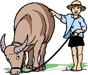 Anggaran Bantuan Pembelian 91 Sapi dan Kerbau Meugang, Di Belanjakan Oleh Bupati Tagore Di Luar Provinsi Aceh?