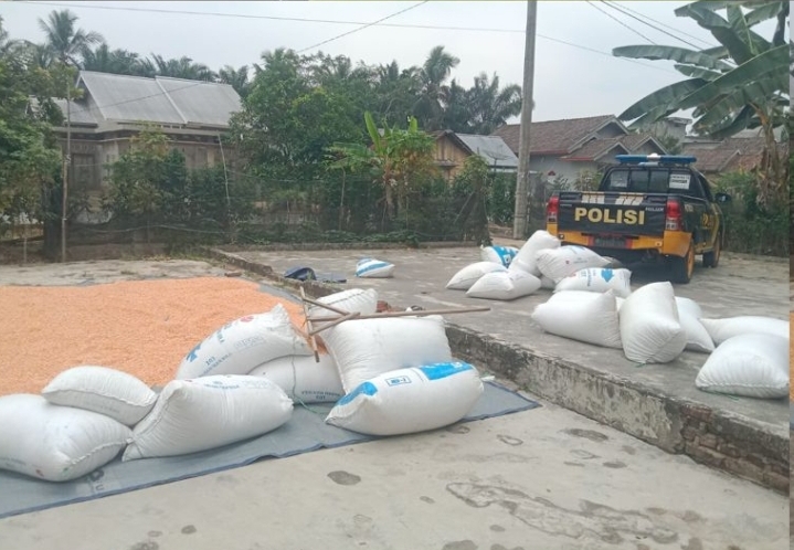 Wujud Nyata Ketahanan Pangan, Polres Mura Dampingi Petani Jagung Maksimalkan Pengolahan Pascapanen di Desa Jajaran Baru II Wujud Nyata Ketahanan Pangan, Polres Mura Dampingi Petani Jagung Maksimalkan Pengolahan Pascapanen di Desa Jajaran Baru II