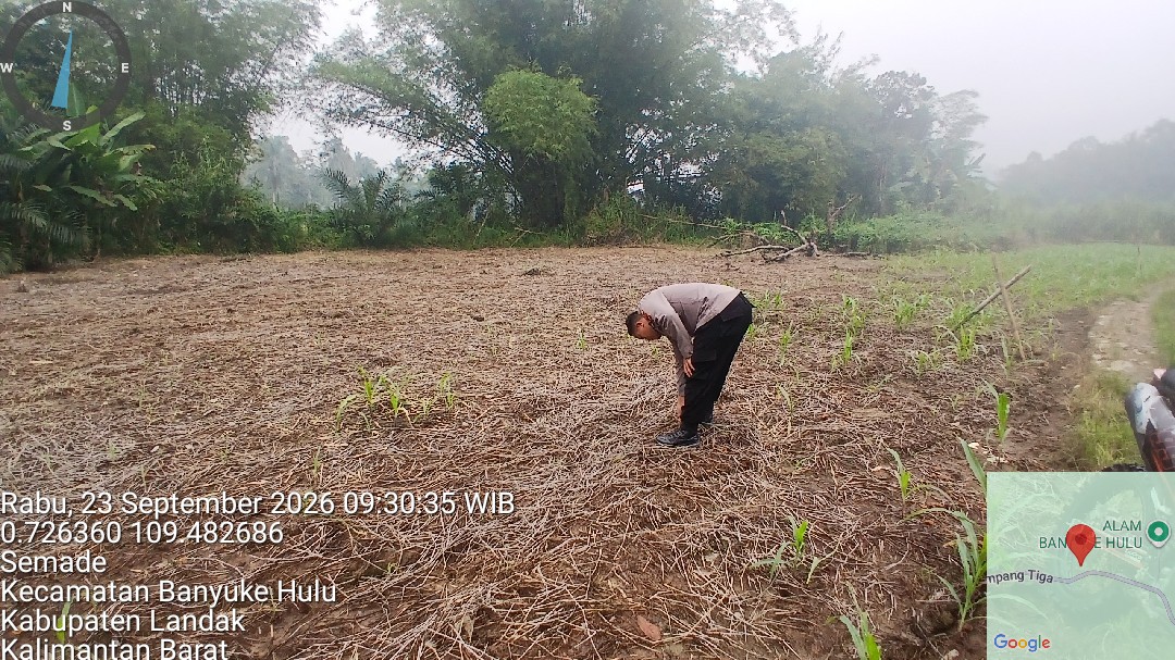 Bintara Pengerak Ketahanan Pangan Desa Samade Lakukan Pendampingan dan Pengecekan Tanaman Jagung Milik Warga Bintara Pengerak Ketahanan Pangan Desa Samade Lakukan Pendampingan dan Pengecekan Tanaman Jagung Milik Warga